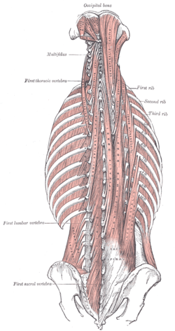 Showing link of anatomy and holistic pain management