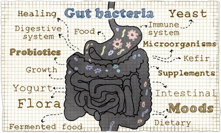 SIBO constipation and gut bacteria