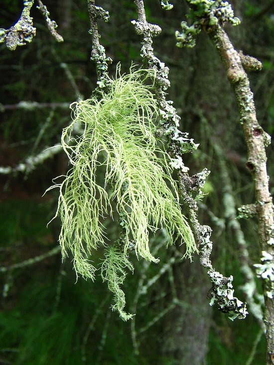 usnea cold and flu remedy