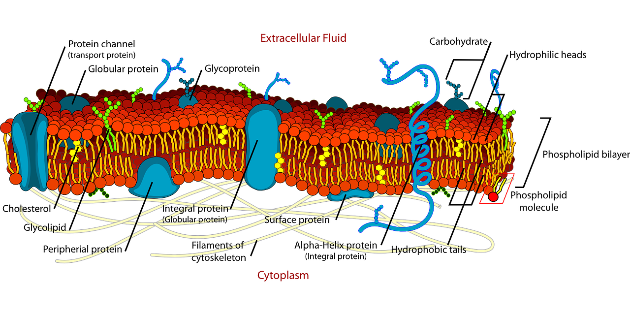 biology-41522_1280