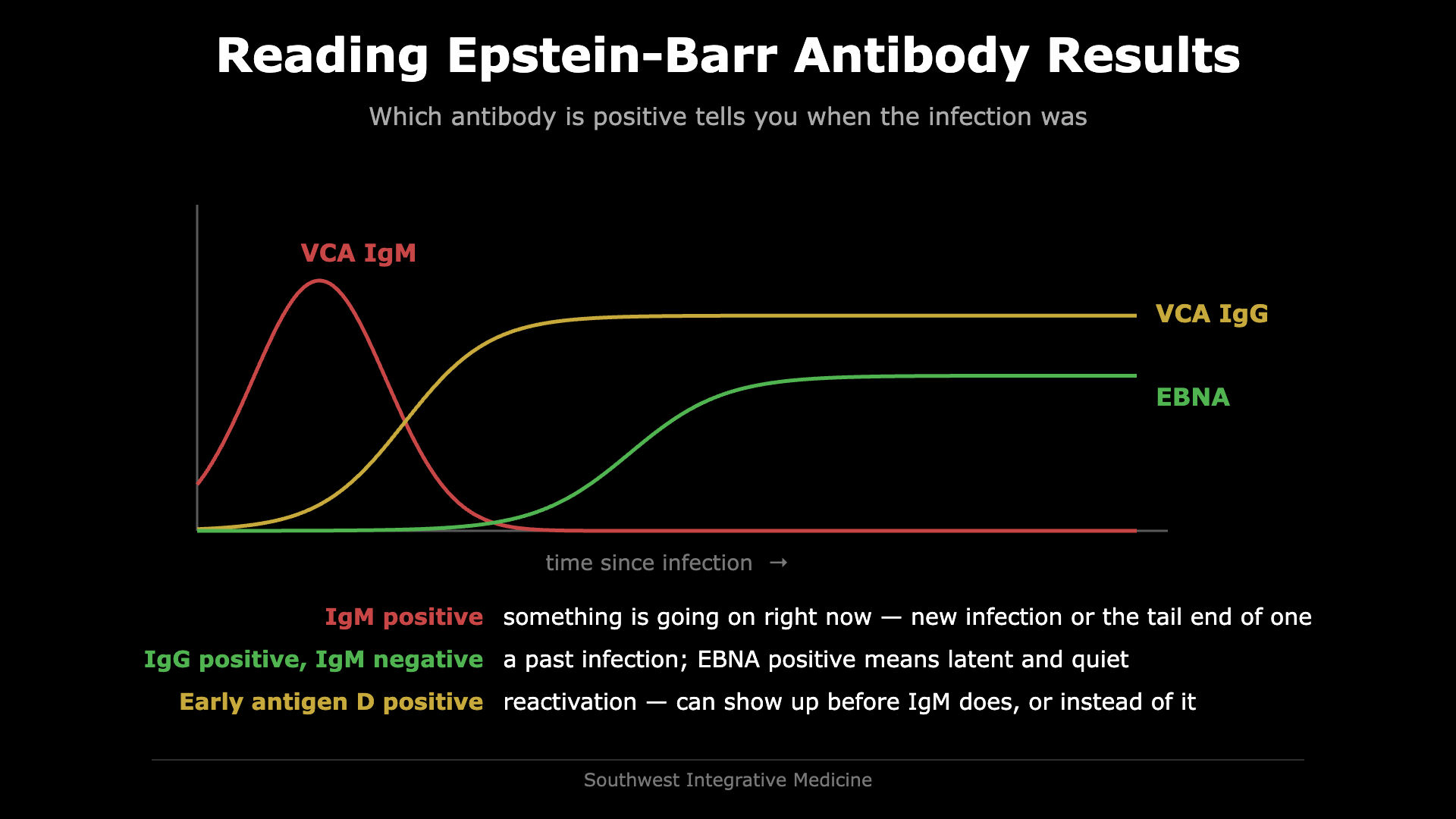 Timeline chart of Epstein-Barr antibodies showing VCA IgM rising early and falling, VCA IgG rising and staying, and EBNA appearing later