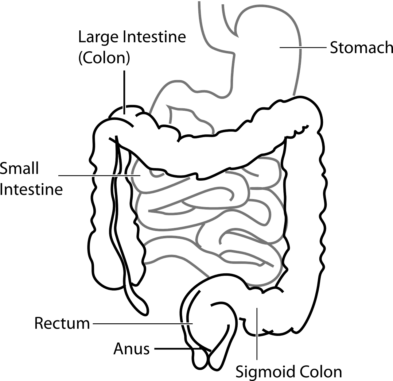 diagram-41638_1280