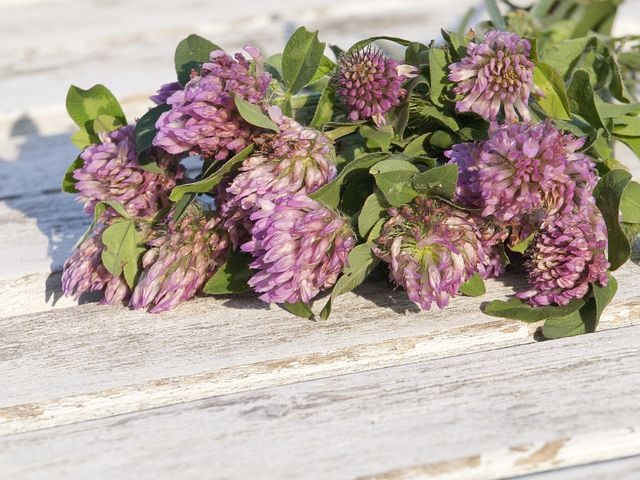 red-clover-1589448__480.jpg