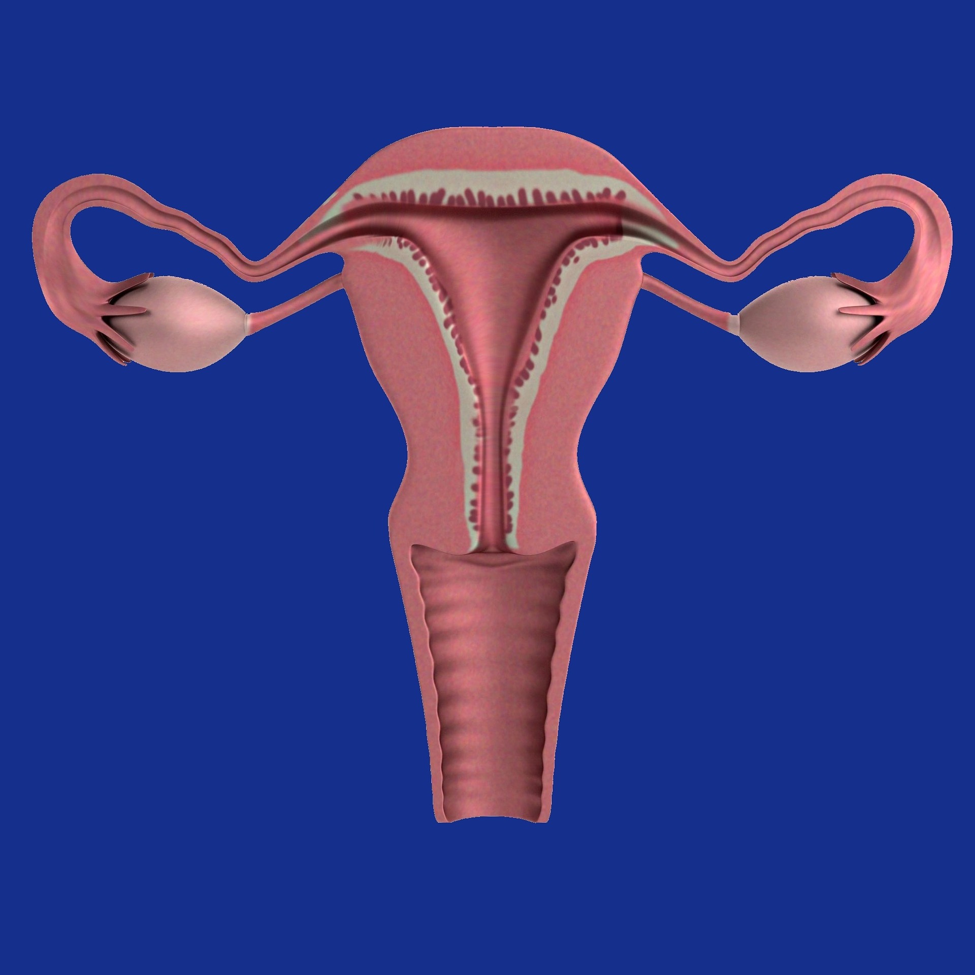 uterus-1089344_1920