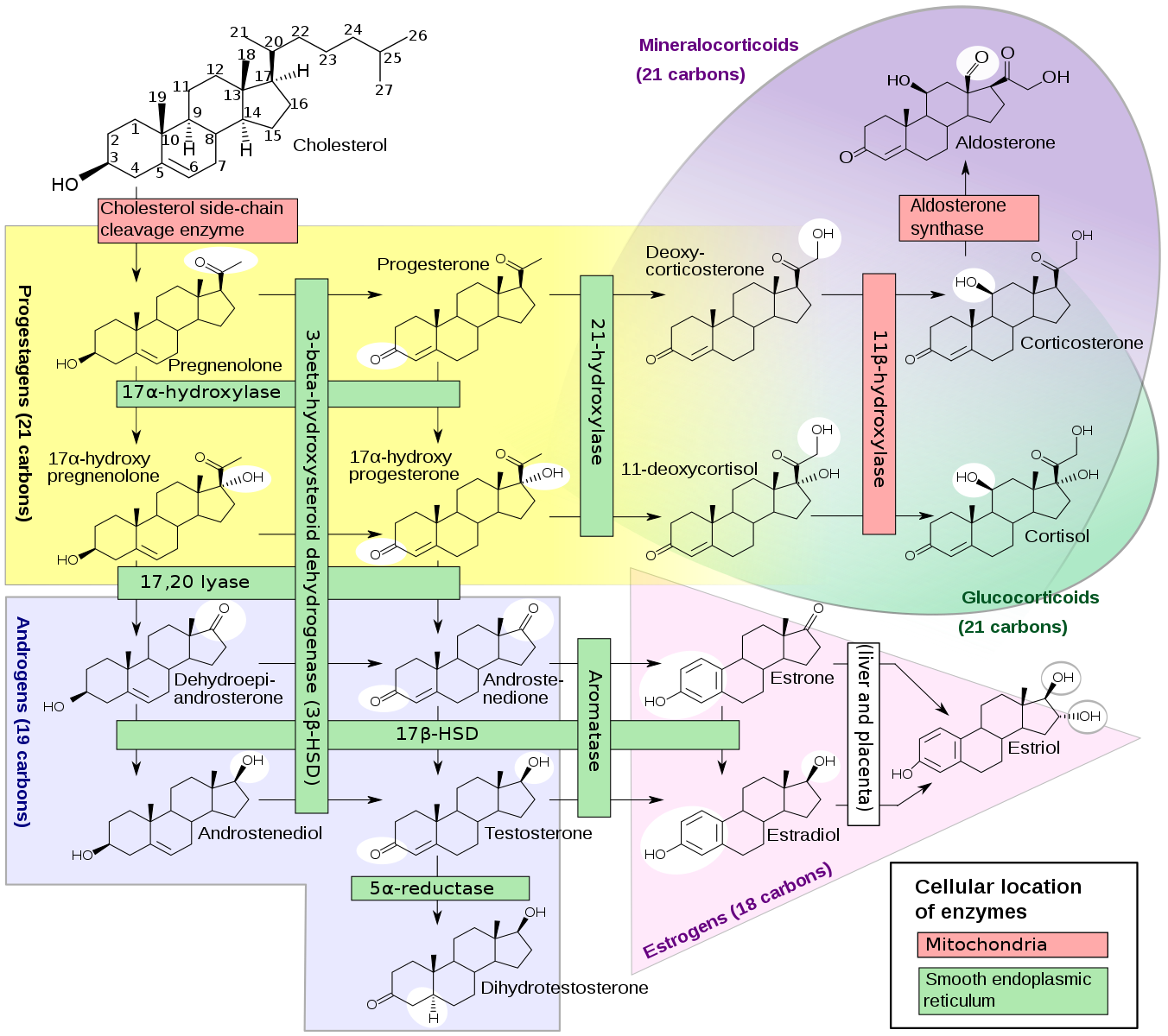 High DHEA and Low Cortisol In Female