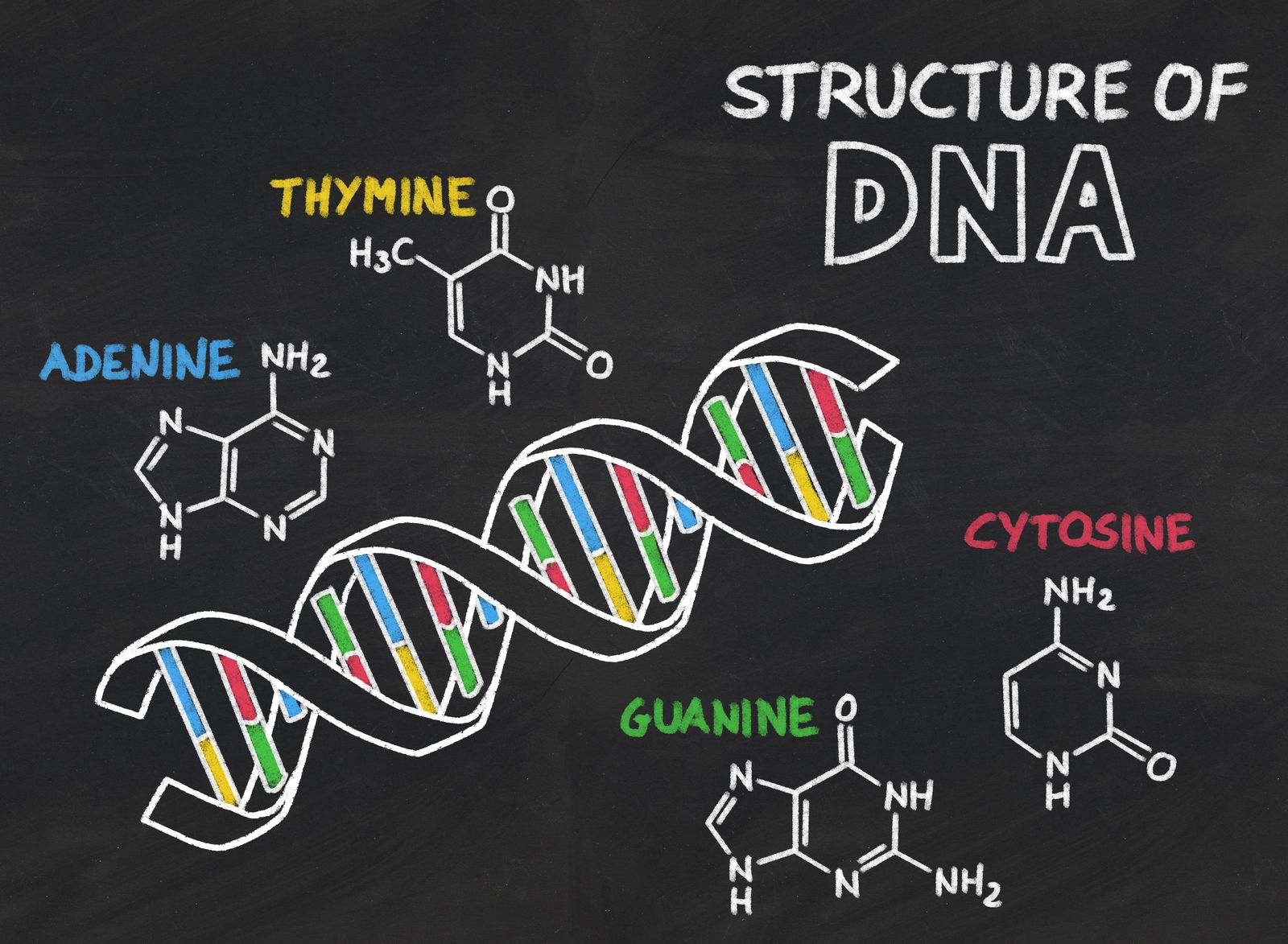 Unlocking Your Genetic Sleep Disposition: AANAT and Melatonin