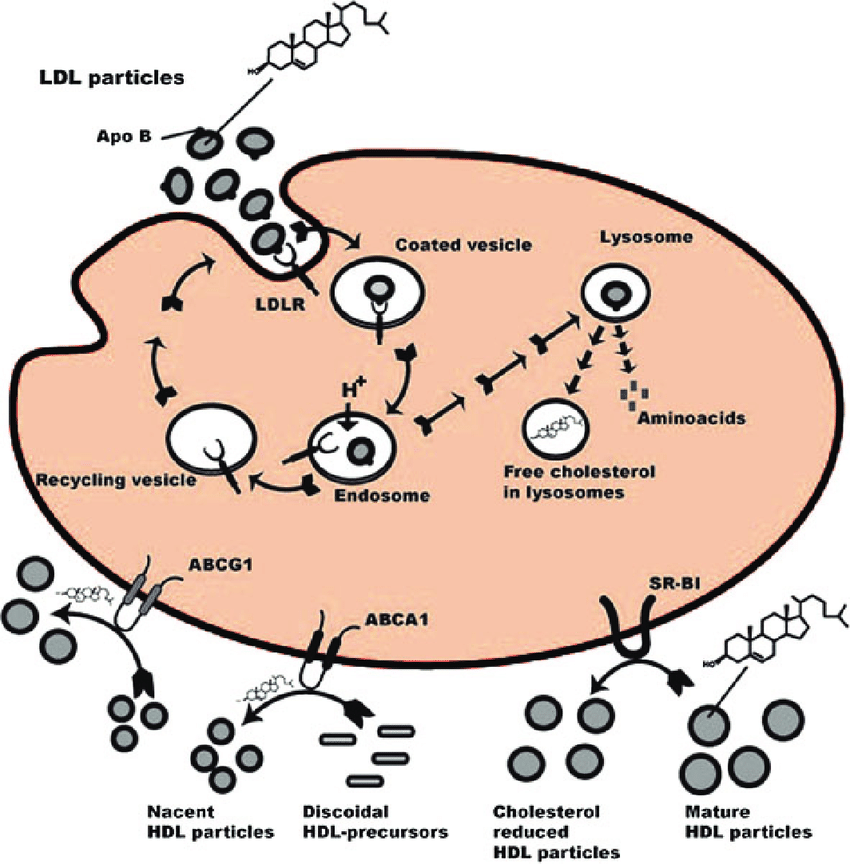 This Is How To Control High Cholesterol Naturally