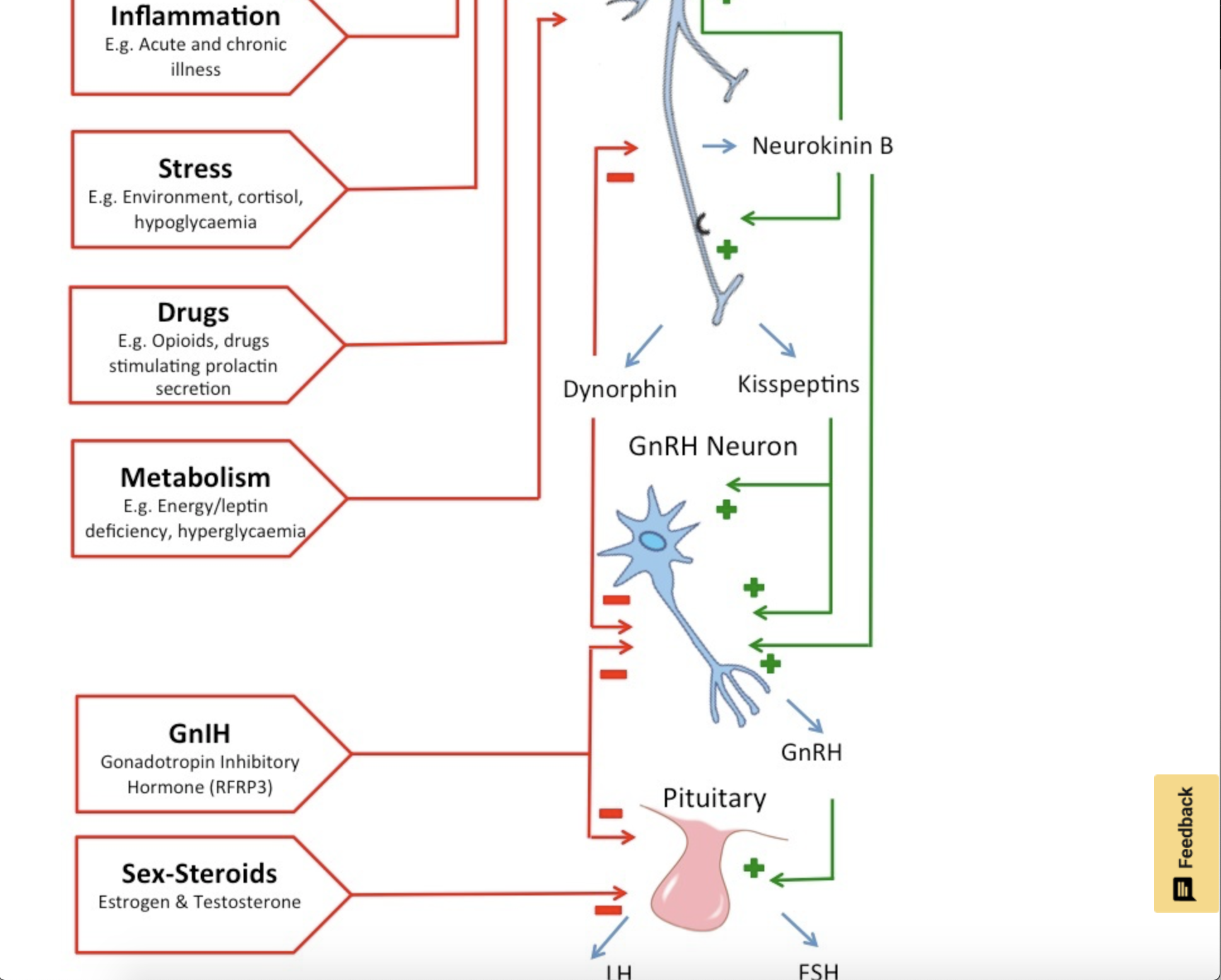 Overlooked Hormone Causes Of Fatigue