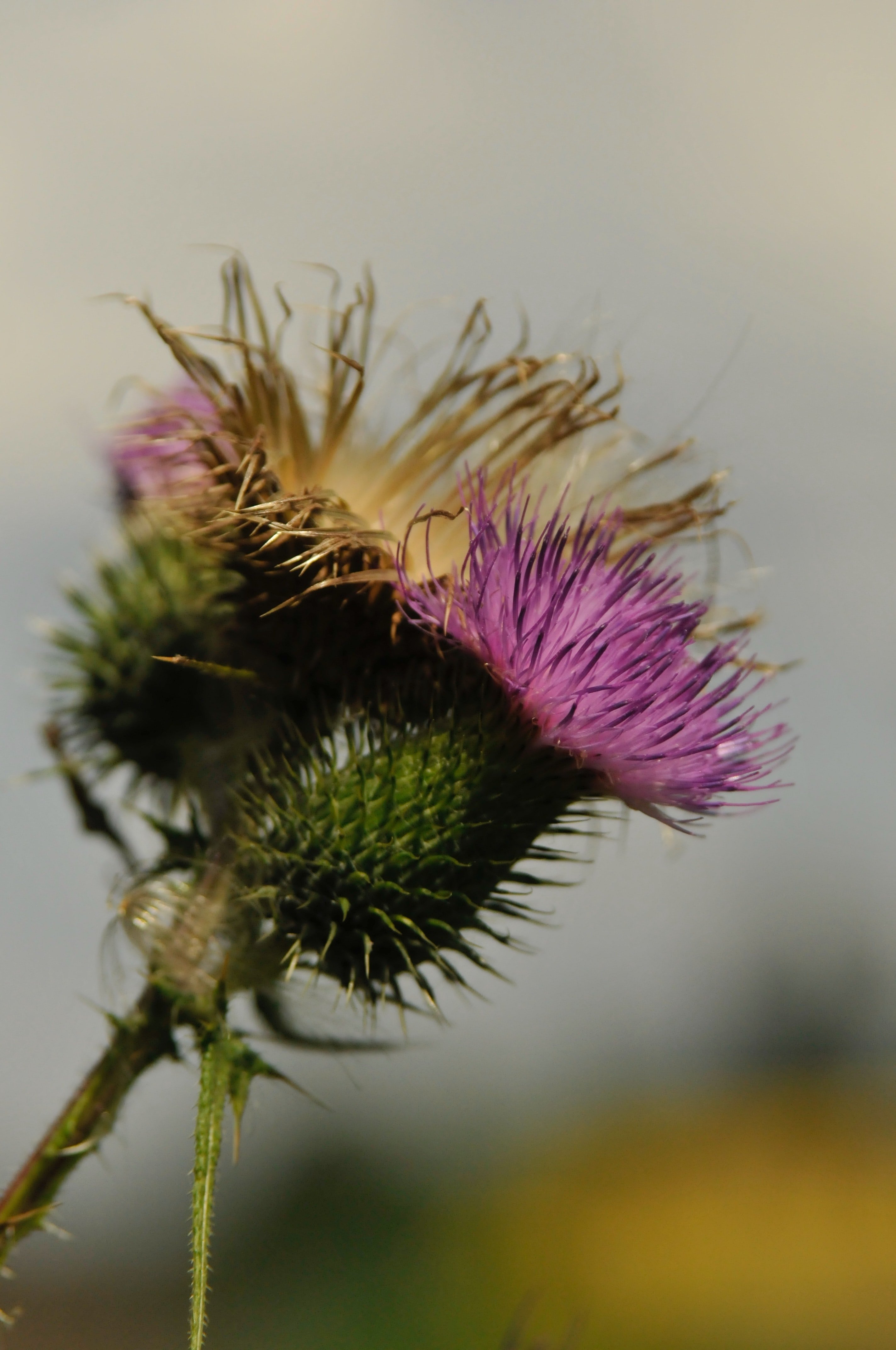 Does Milk Thistle Help With Blood Sugar?