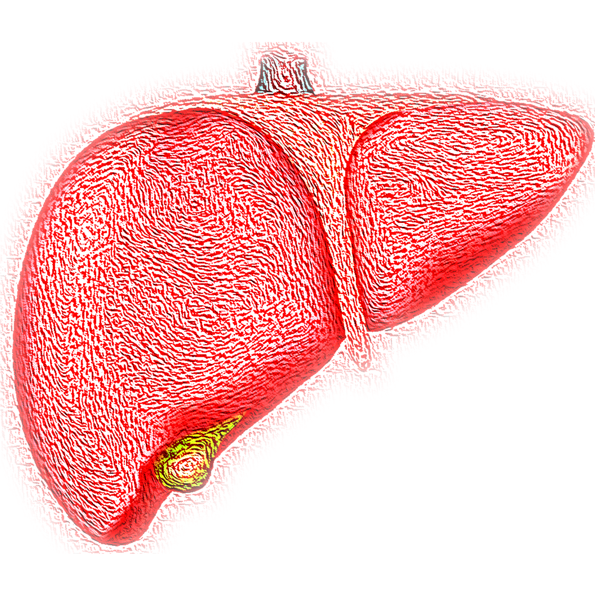 Foods That Affect Liver Function Tests