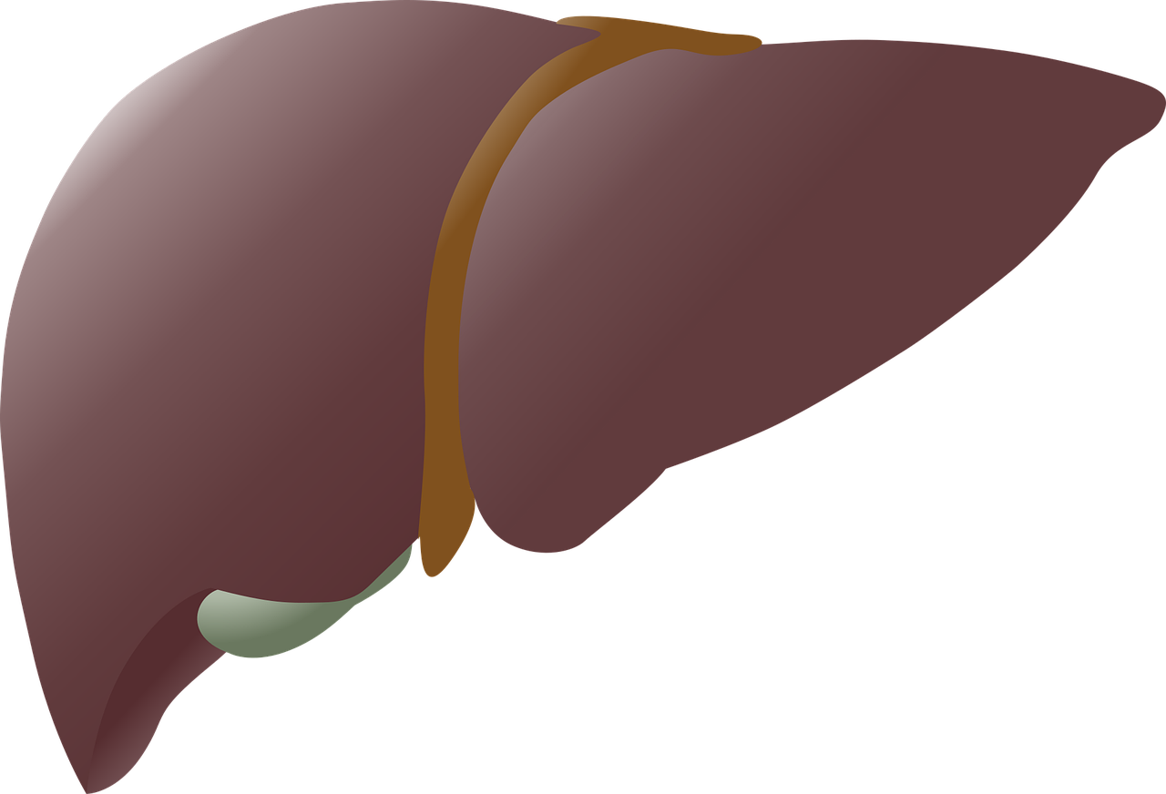 What Level of Liver Enzyme Should I be Concerned With?