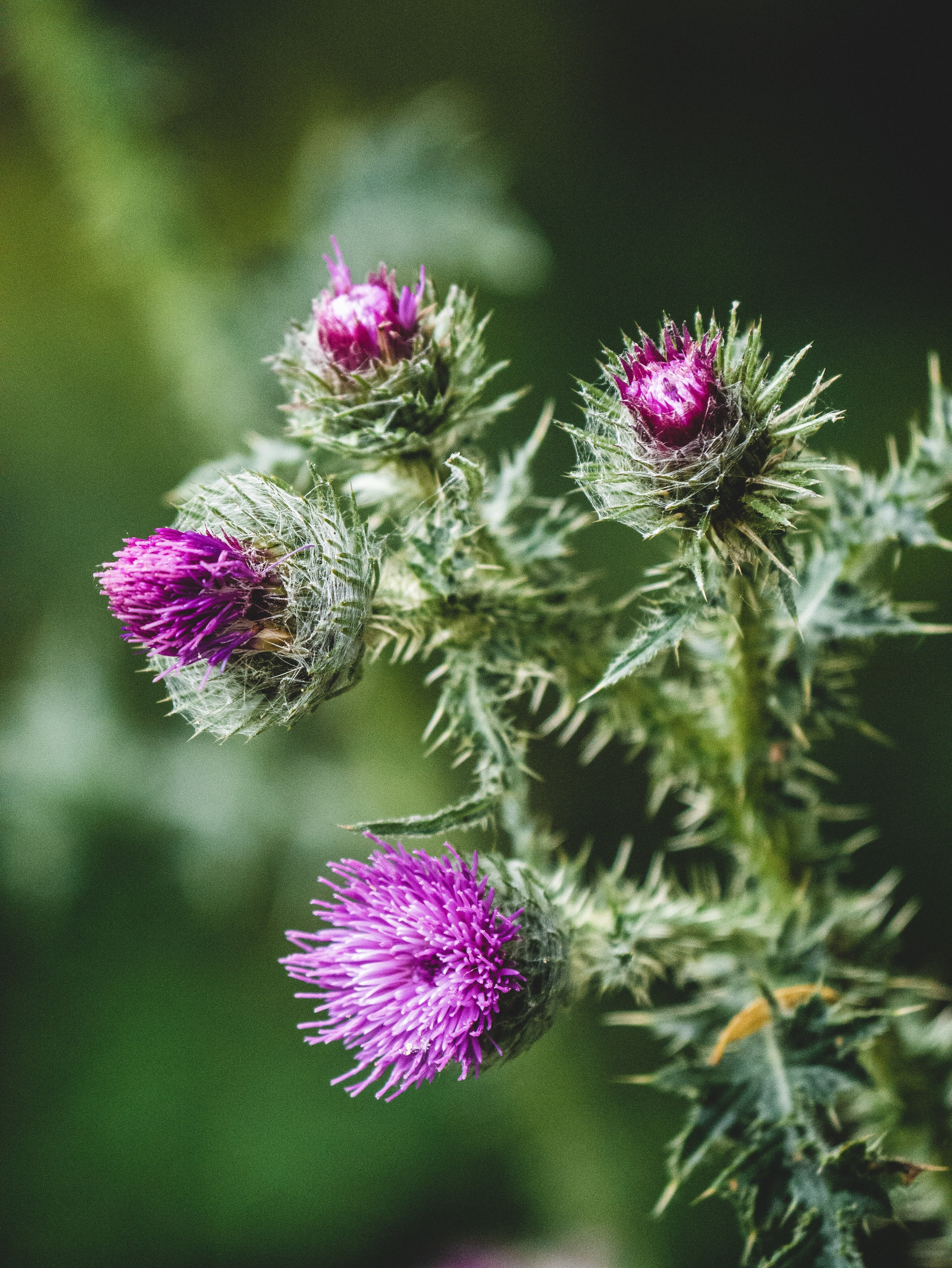 Exploring the Top Three Benefits of Milk Thistle